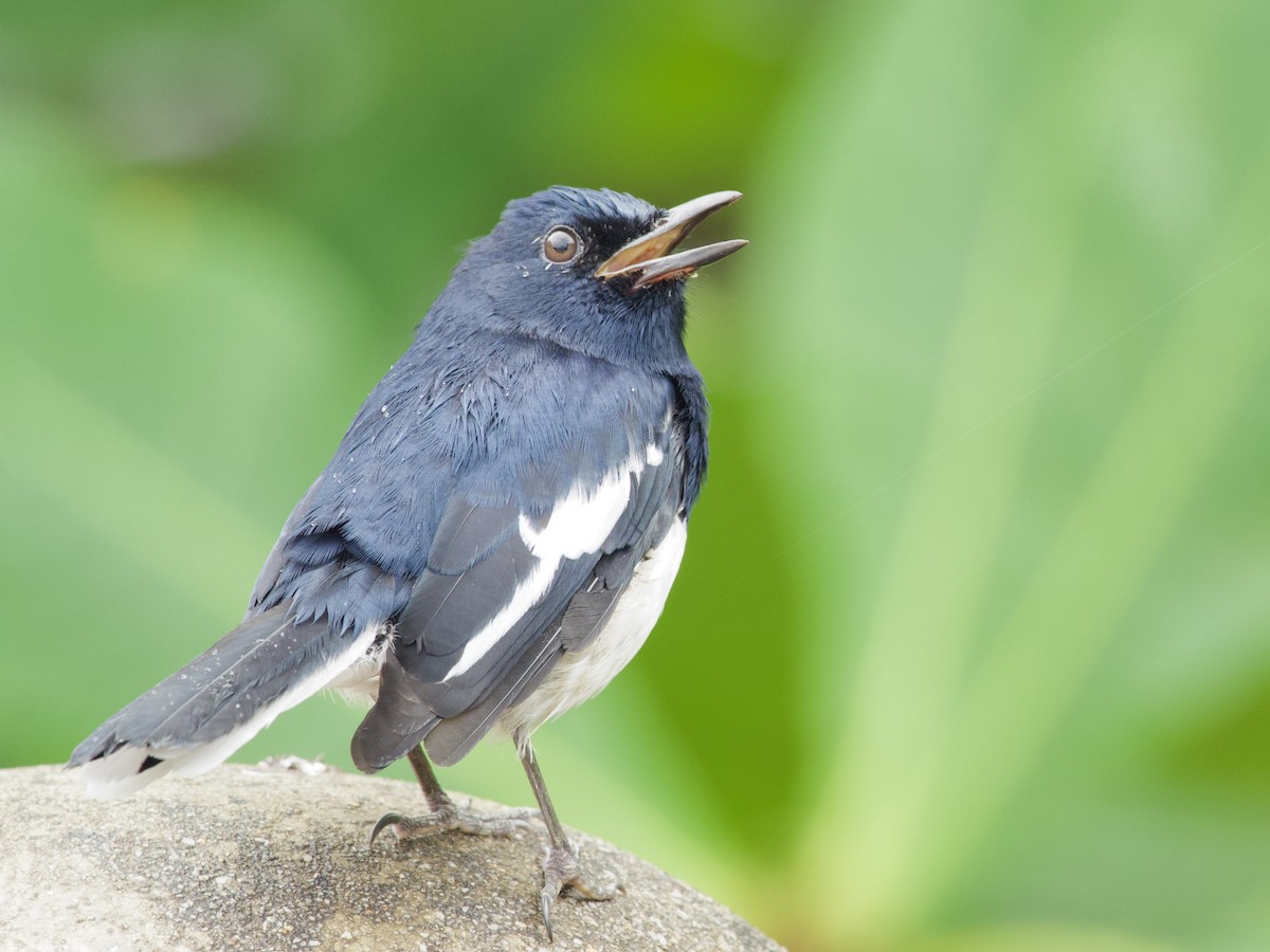 Шама східна - ML647487988