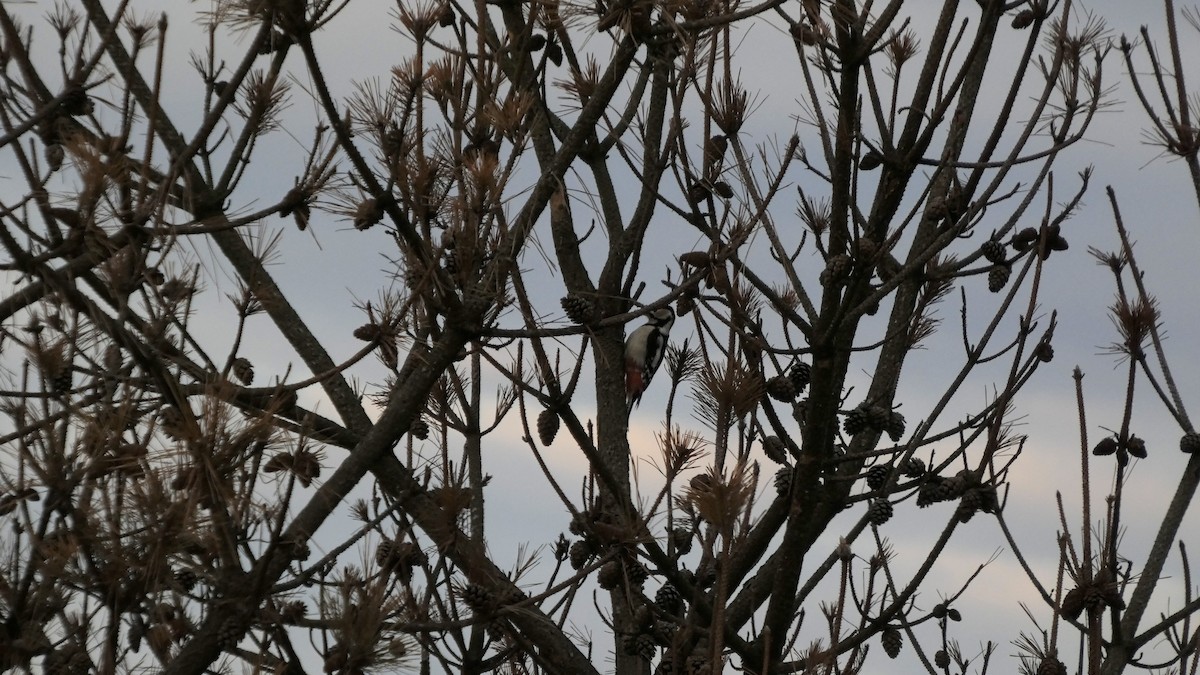 Дятел звичайний - ML647487991