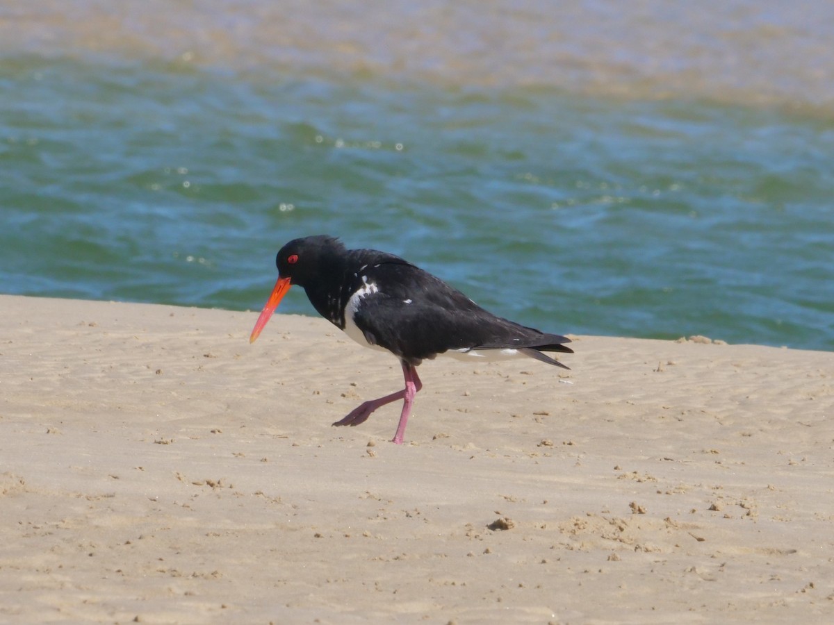 Кулик-сорока довгодзьобий - ML647487992