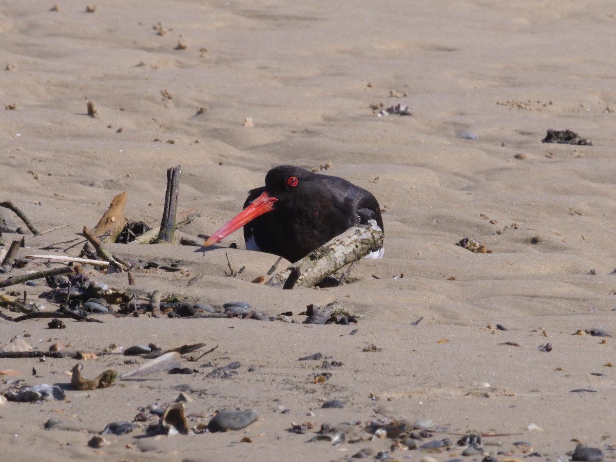 Кулик-сорока довгодзьобий - ML647487993