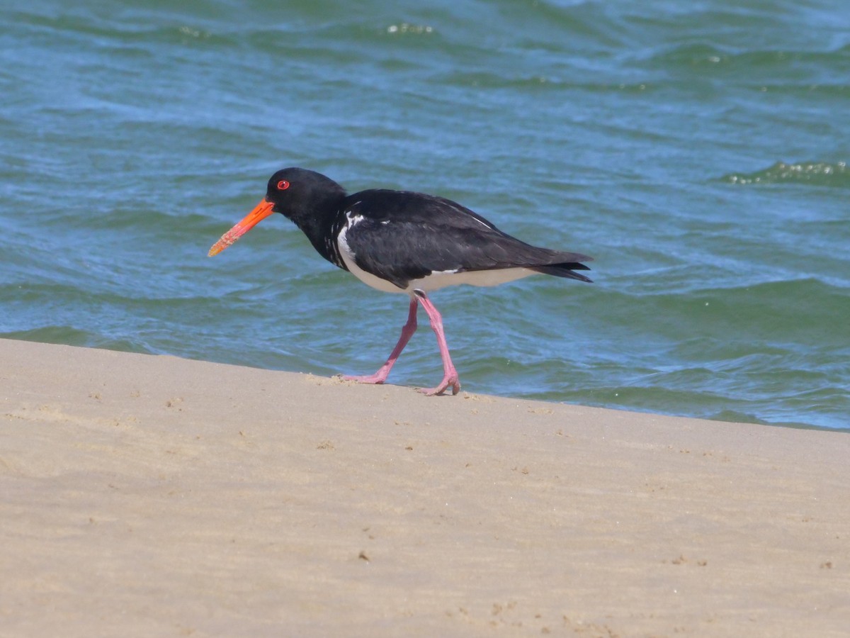 Кулик-сорока довгодзьобий - ML647487994