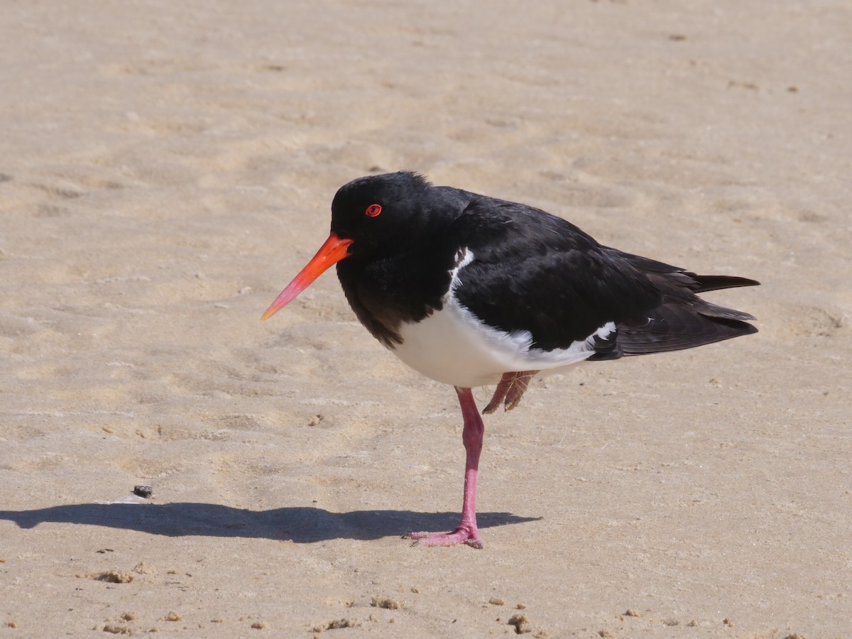 Кулик-сорока довгодзьобий - ML647487995