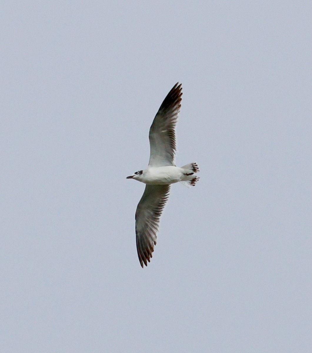 Мартин карибський - ML647487997