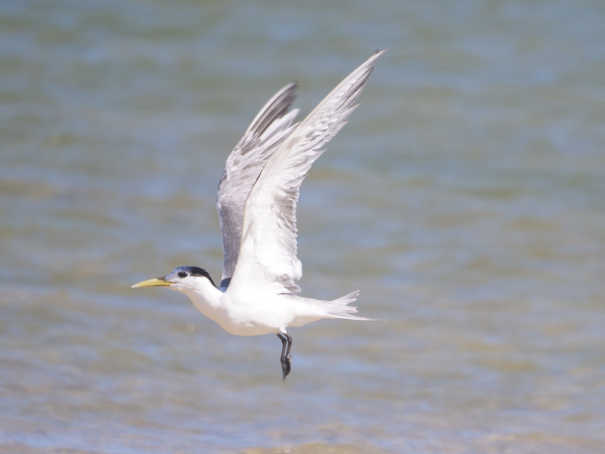 Great Crested Tern - ML647488040