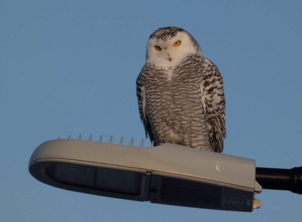 Snowy Owl - ML647488041