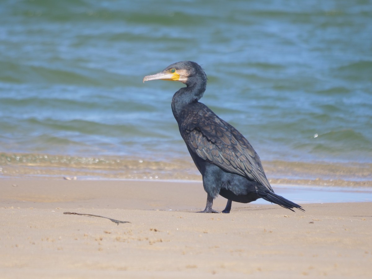 kormorán velký - ML647488051