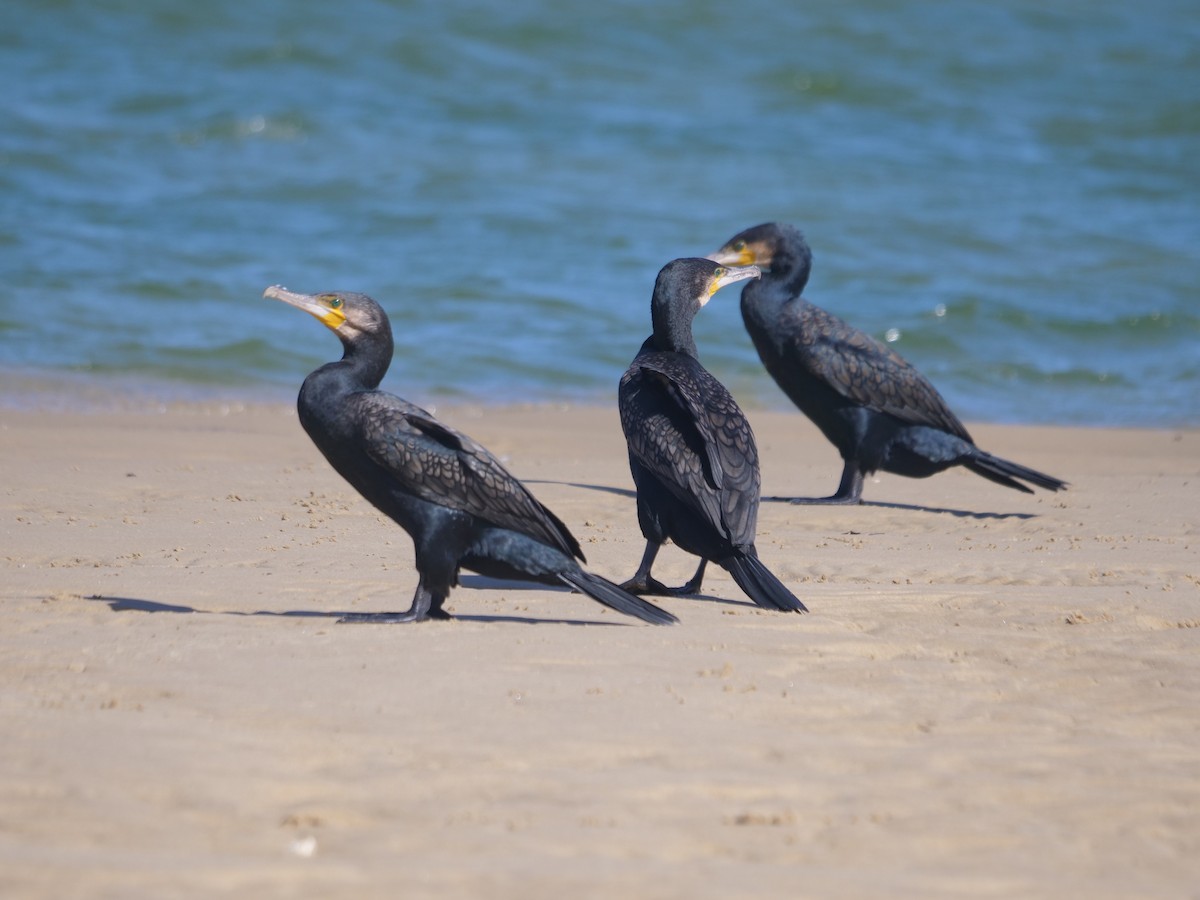 kormorán velký - ML647488052