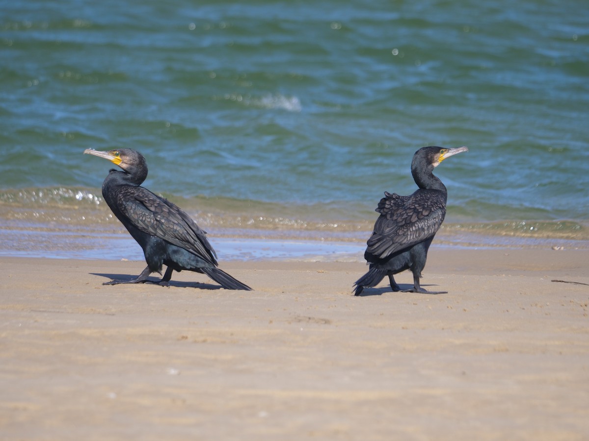 kormorán velký - ML647488054