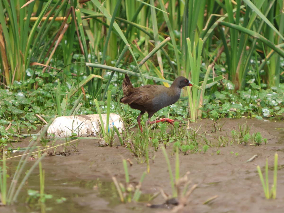 Kurşuni Sukılavuzu - ML647488057