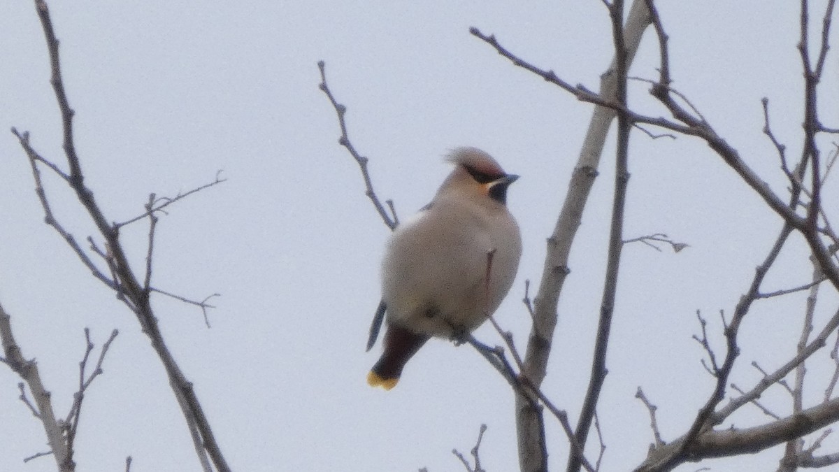 黃連雀 - ML647488081