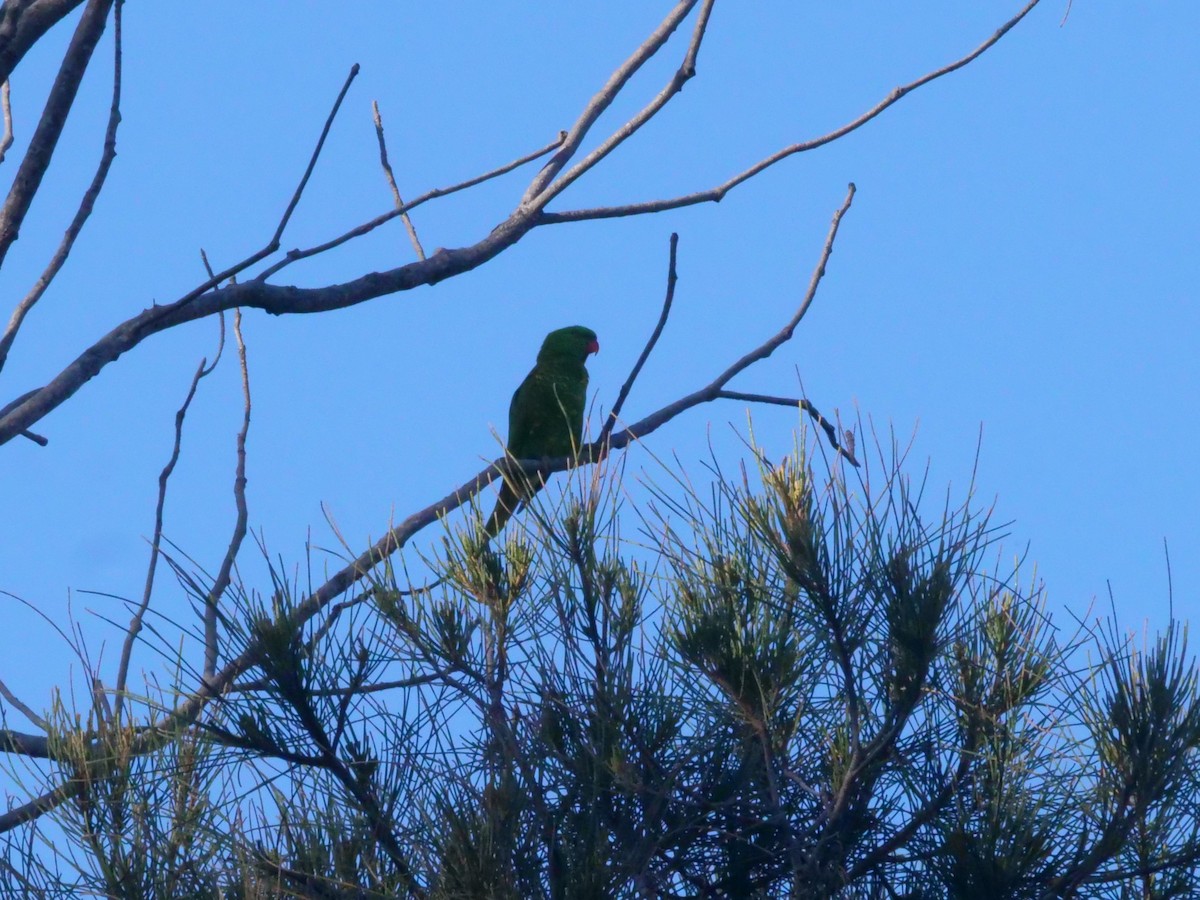 Scaly-breasted Lorikeet - ML647488084