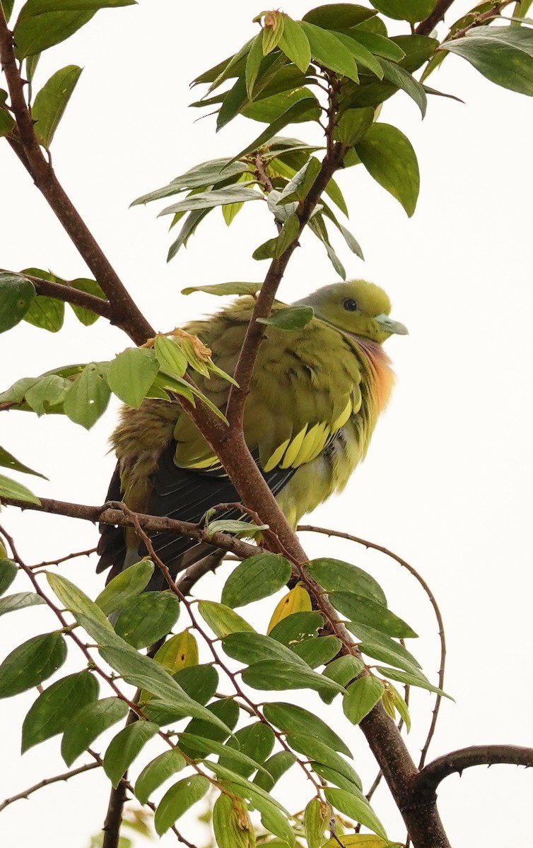 tobeltegrønndue - ML647488110