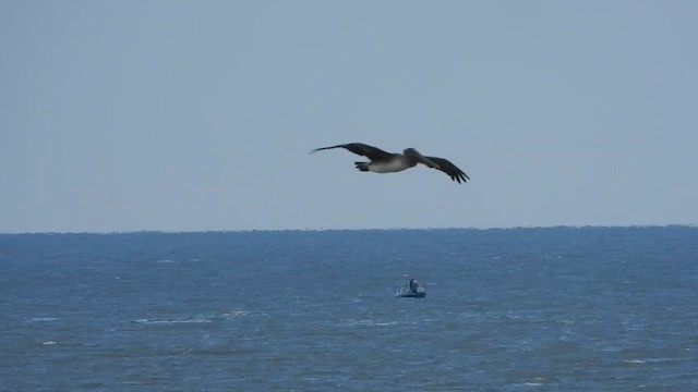 pelikán hnědý - ML647488139