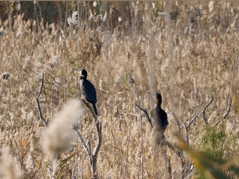 kormorán velký - ML647488140