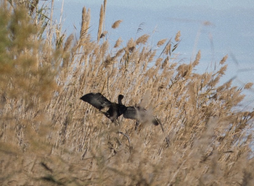 kormorán velký - ML647488141