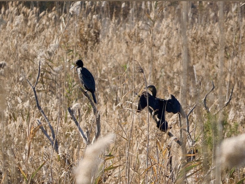 kormorán velký - ML647488142