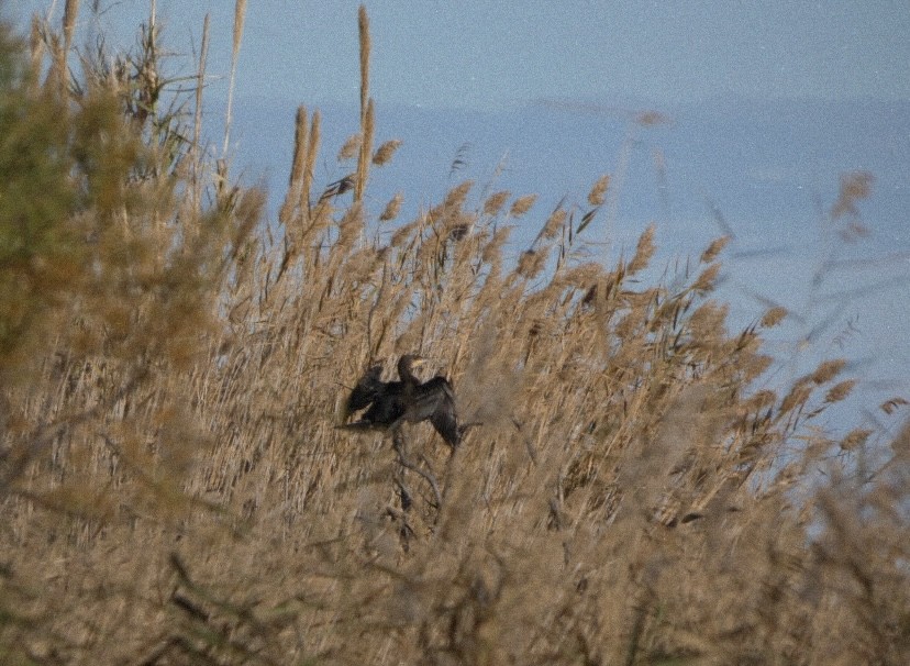 kormorán velký - ML647488143