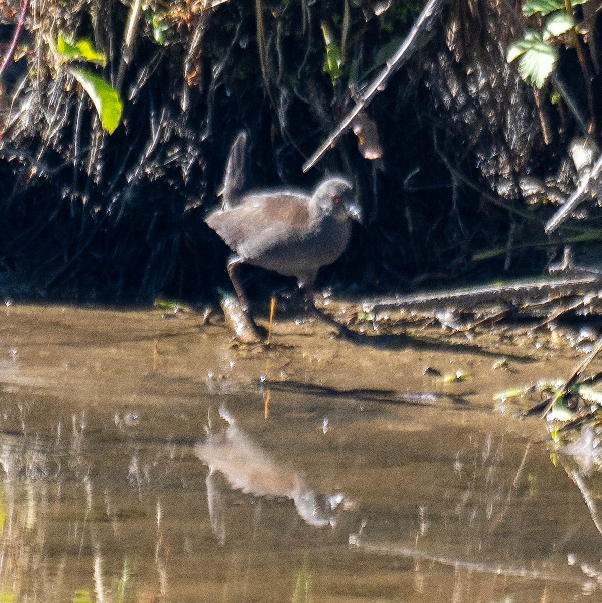 Spotless Crake - ML647488145