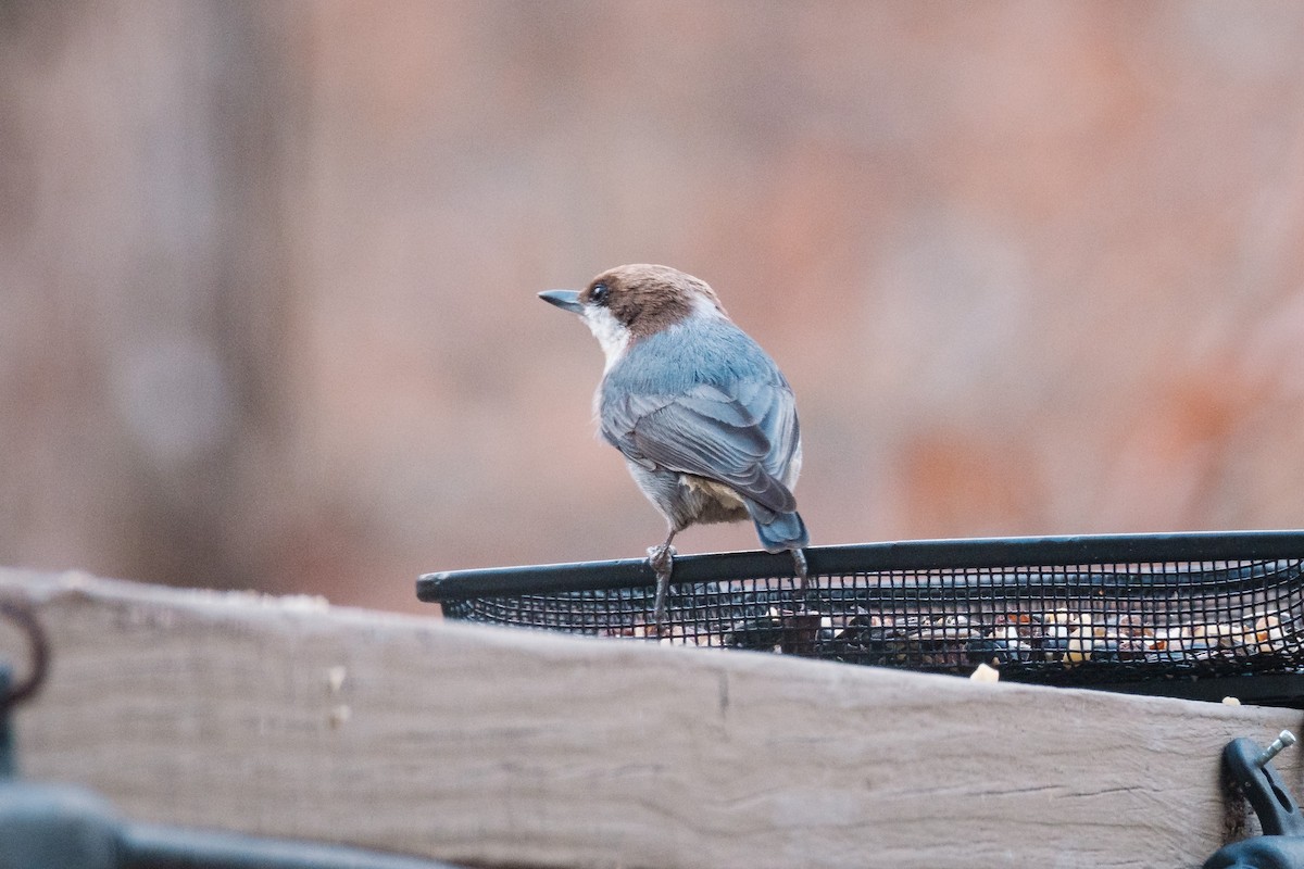 Sittelle à tête brune - ML647488155