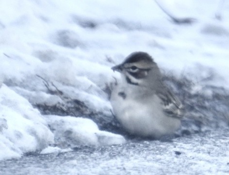 Lark Sparrow - ML647488172