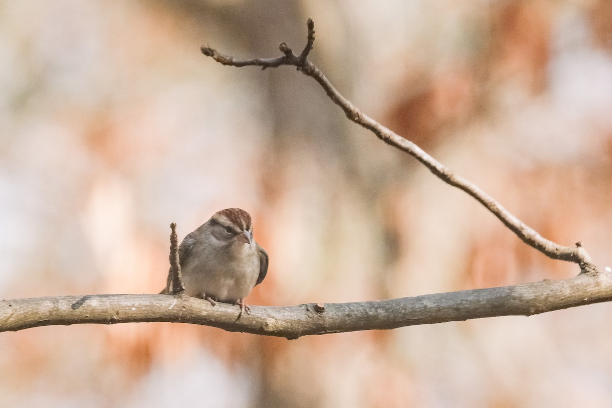 Chipping Sparrow - ML647488186