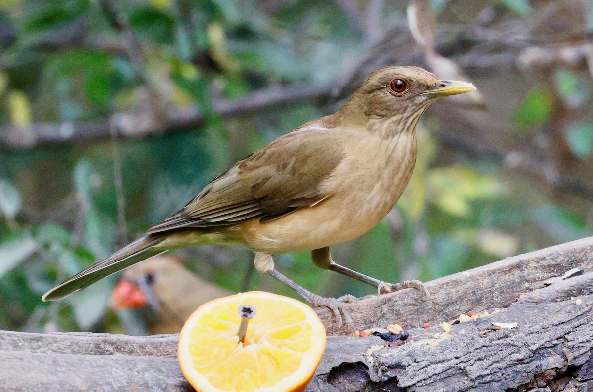 Merle fauve - ML647488190