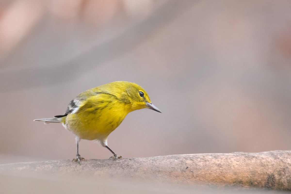 Сосновая древесница - ML647488191