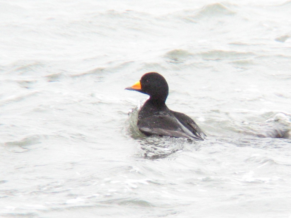 Pazifiktrauerente - ML647488219