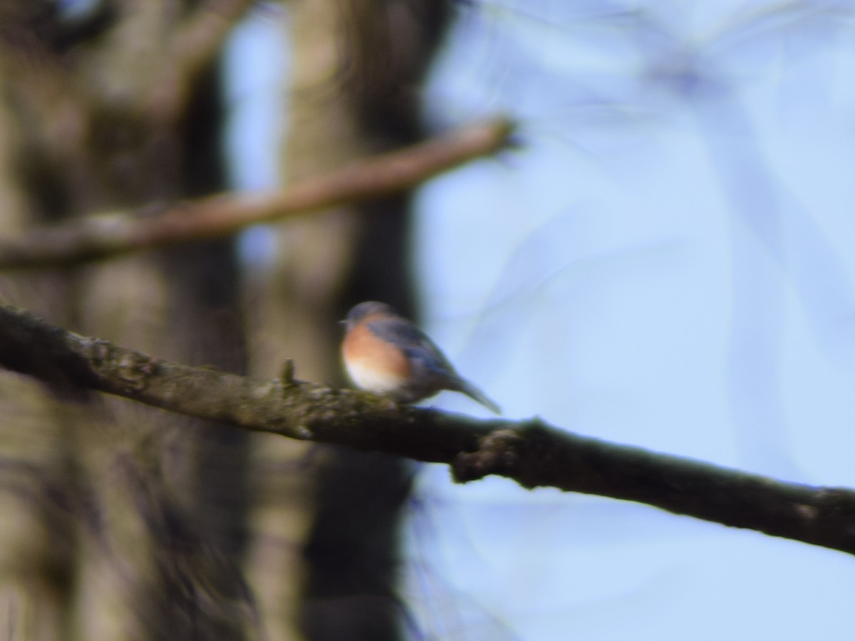Eastern Bluebird - ML647488220