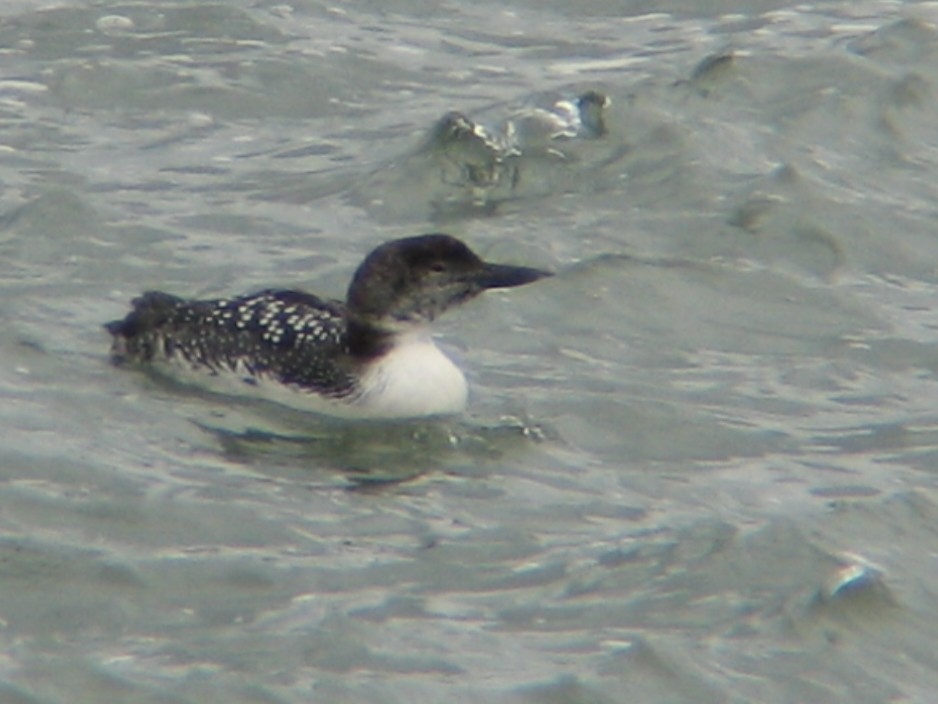 Common Loon - ML647488242
