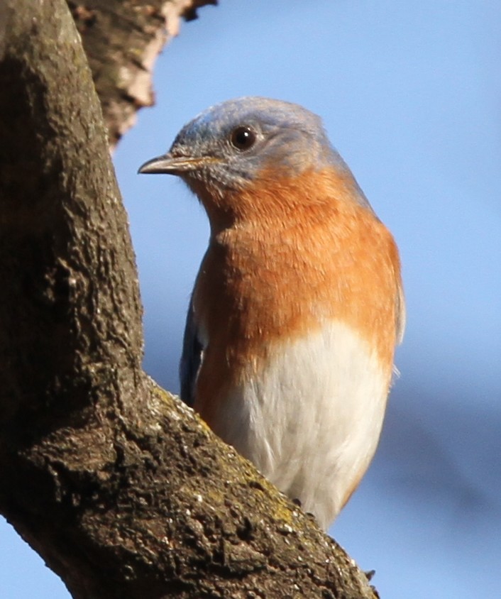 Eastern Bluebird - ML647488307