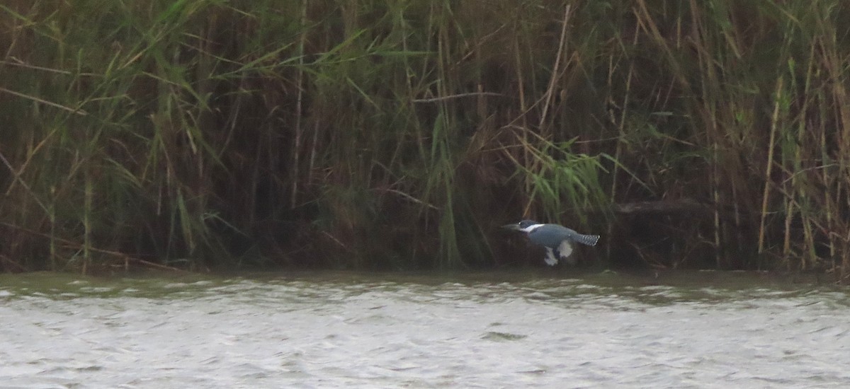 Ringed Kingfisher - ML647488356