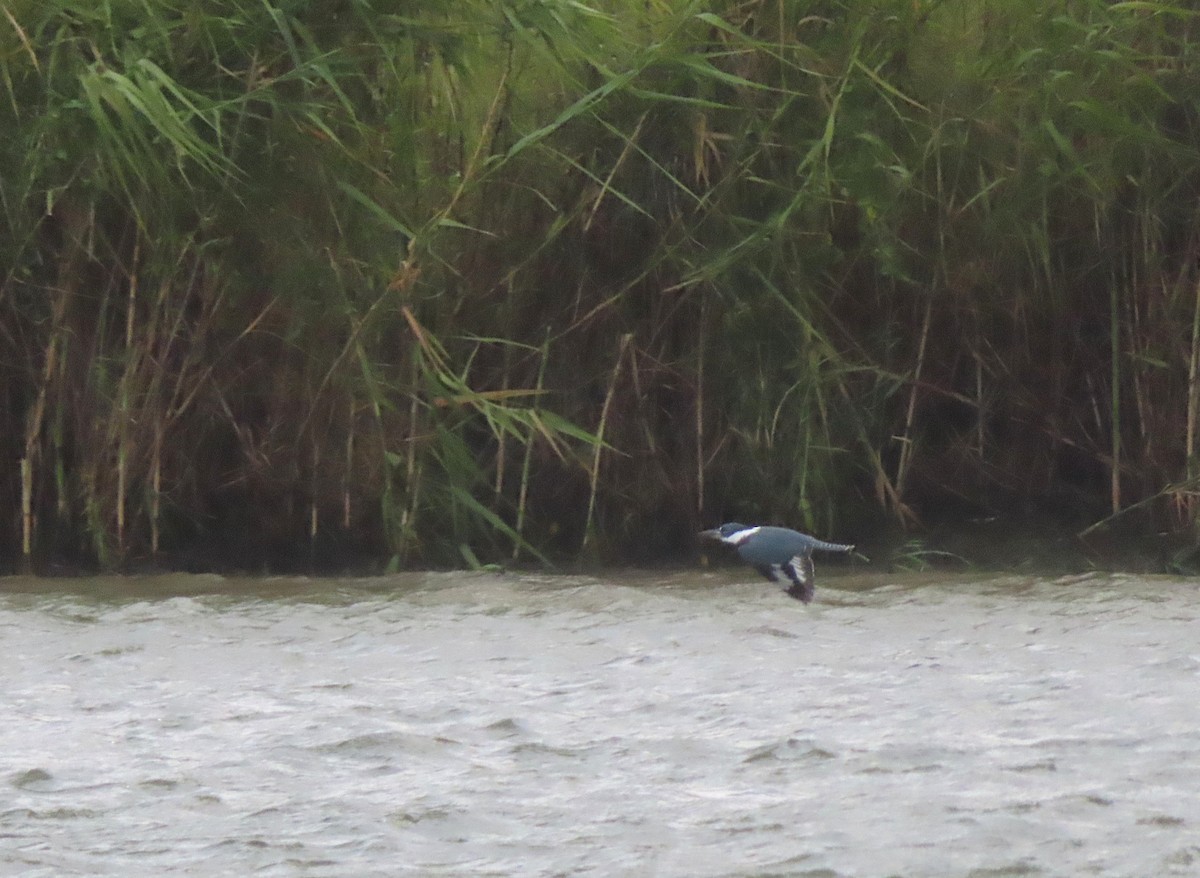 Ringed Kingfisher - ML647488357