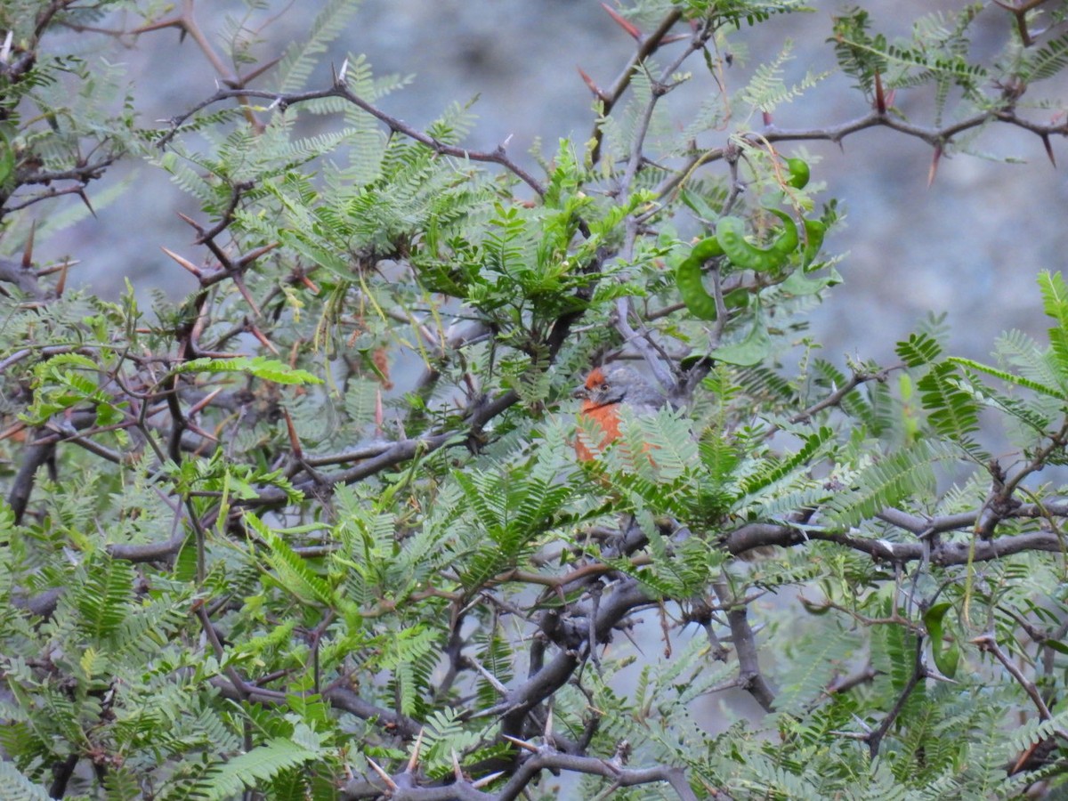 White-tipped Plantcutter - ML647488365