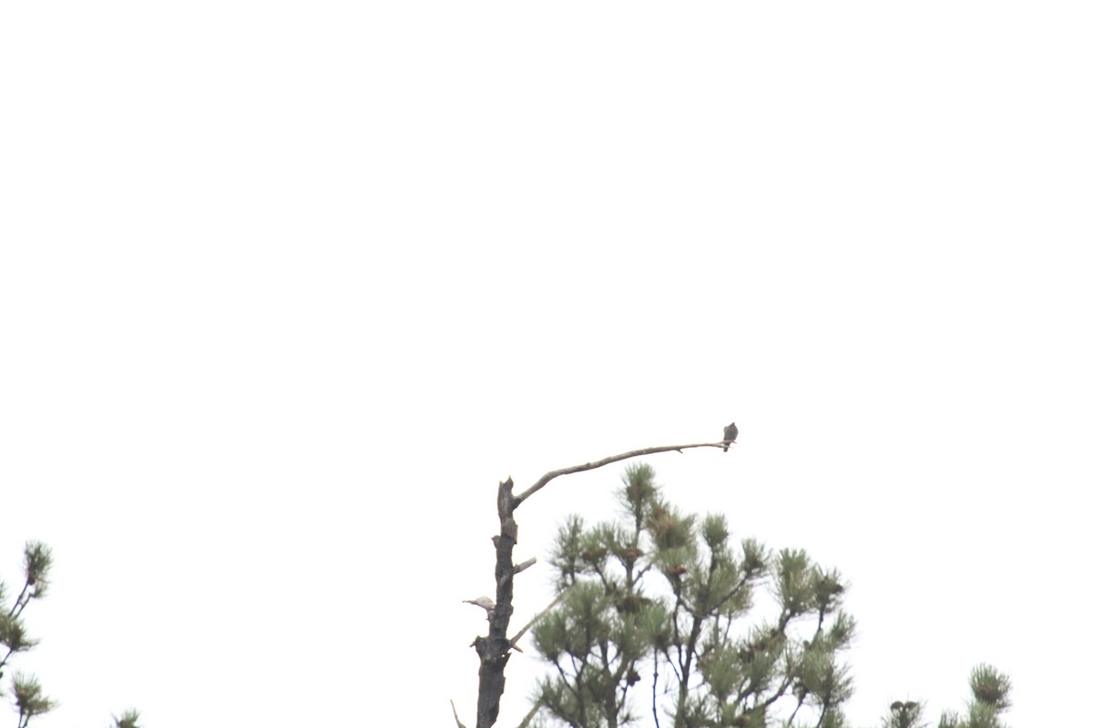 カワラバト（ドバト、家畜型） - ML647488367