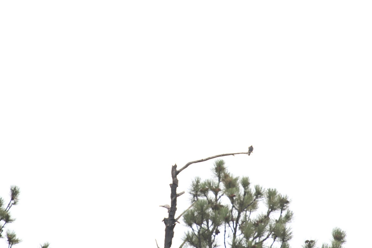 カワラバト（ドバト、家畜型） - ML647488368