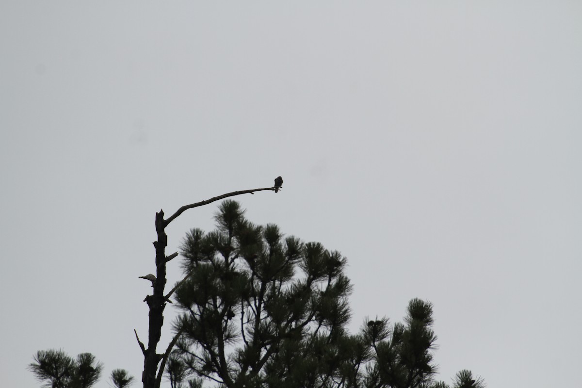 カワラバト（ドバト、家畜型） - ML647488369