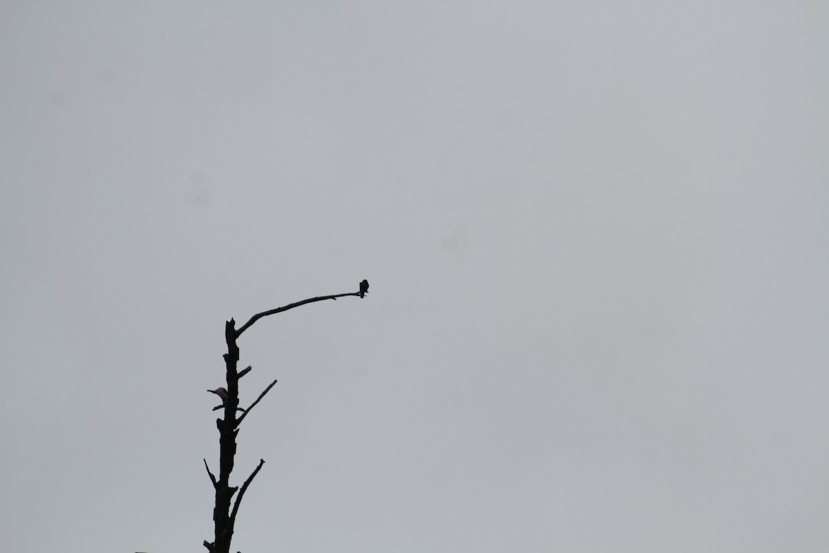 カワラバト（ドバト、家畜型） - ML647488370