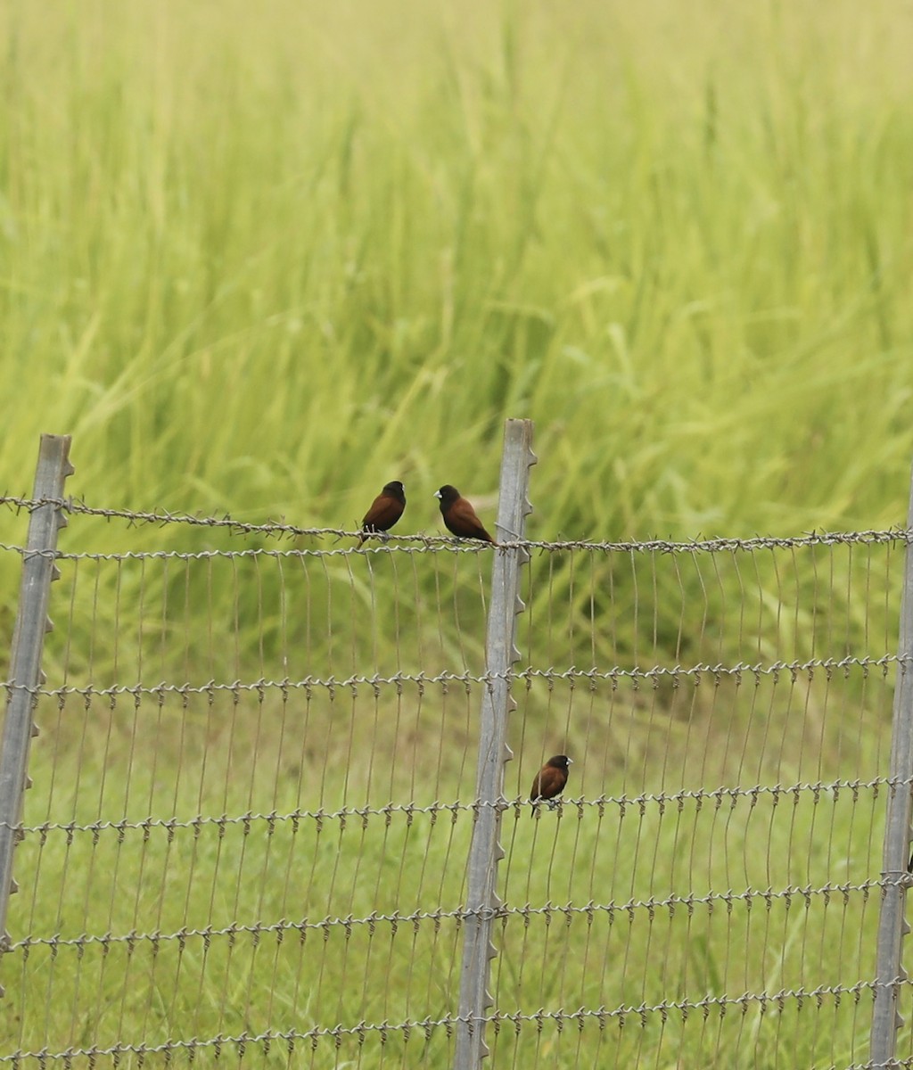 Kestane Rengi Munya - ML647488373