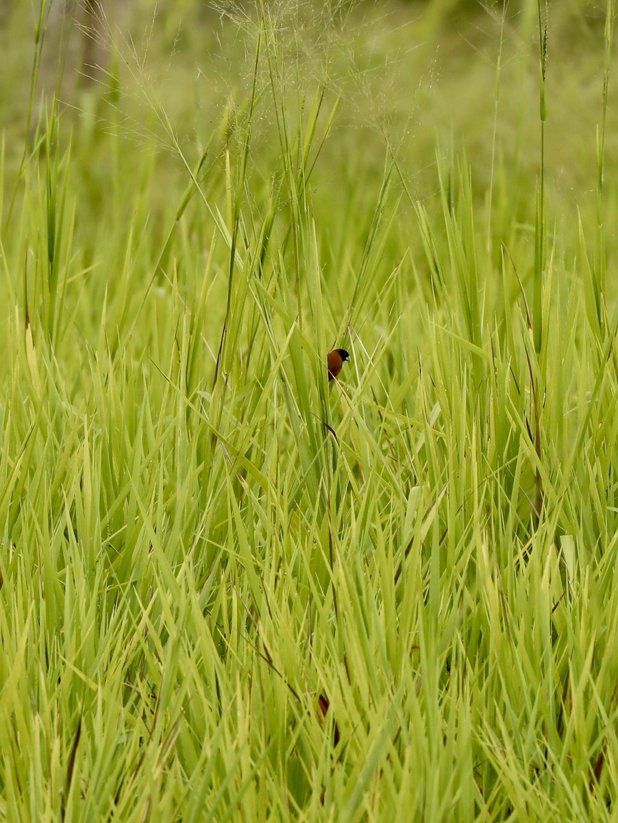 Kestane Rengi Munya - ML647488374