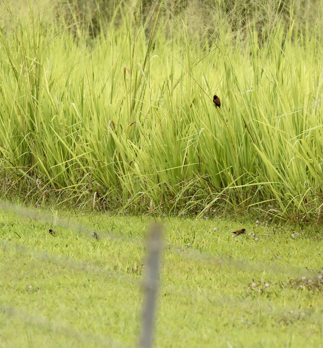 Kestane Rengi Munya - ML647488375