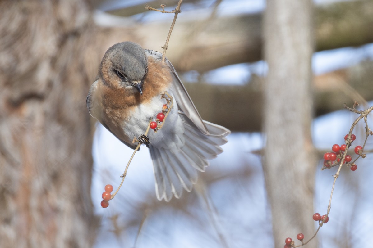Eastern Bluebird - ML647488378