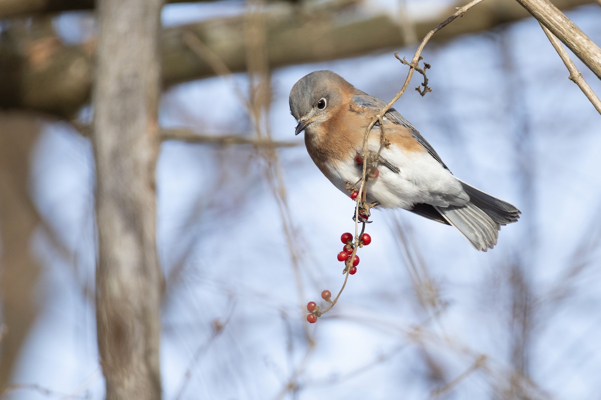 Eastern Bluebird - ML647488379
