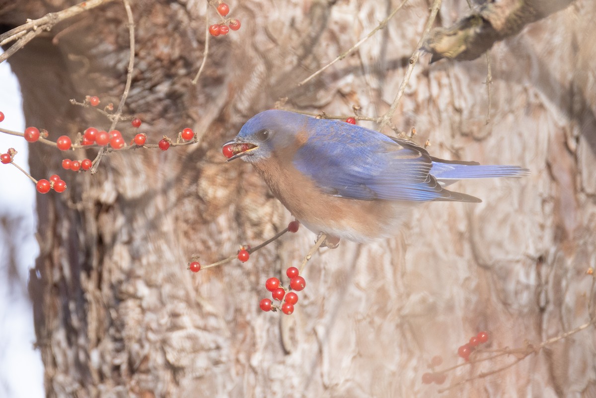Eastern Bluebird - ML647488380