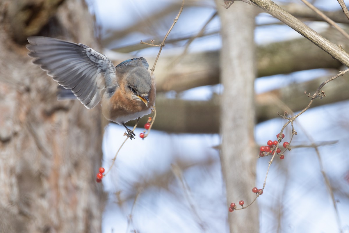 Eastern Bluebird - ML647488381