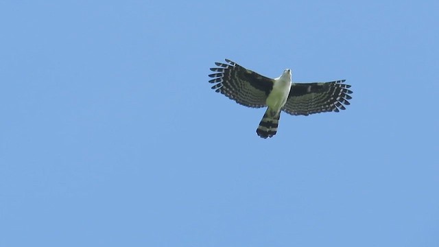 leptodon šedohlavý - ML647488395