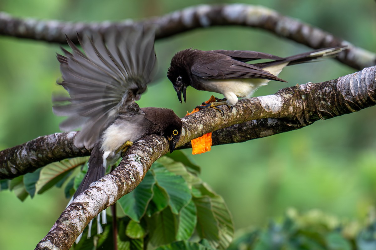 Brown Jay - ML647488404