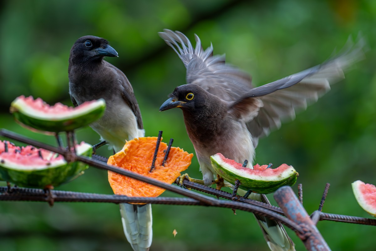 Brown Jay - ML647488405