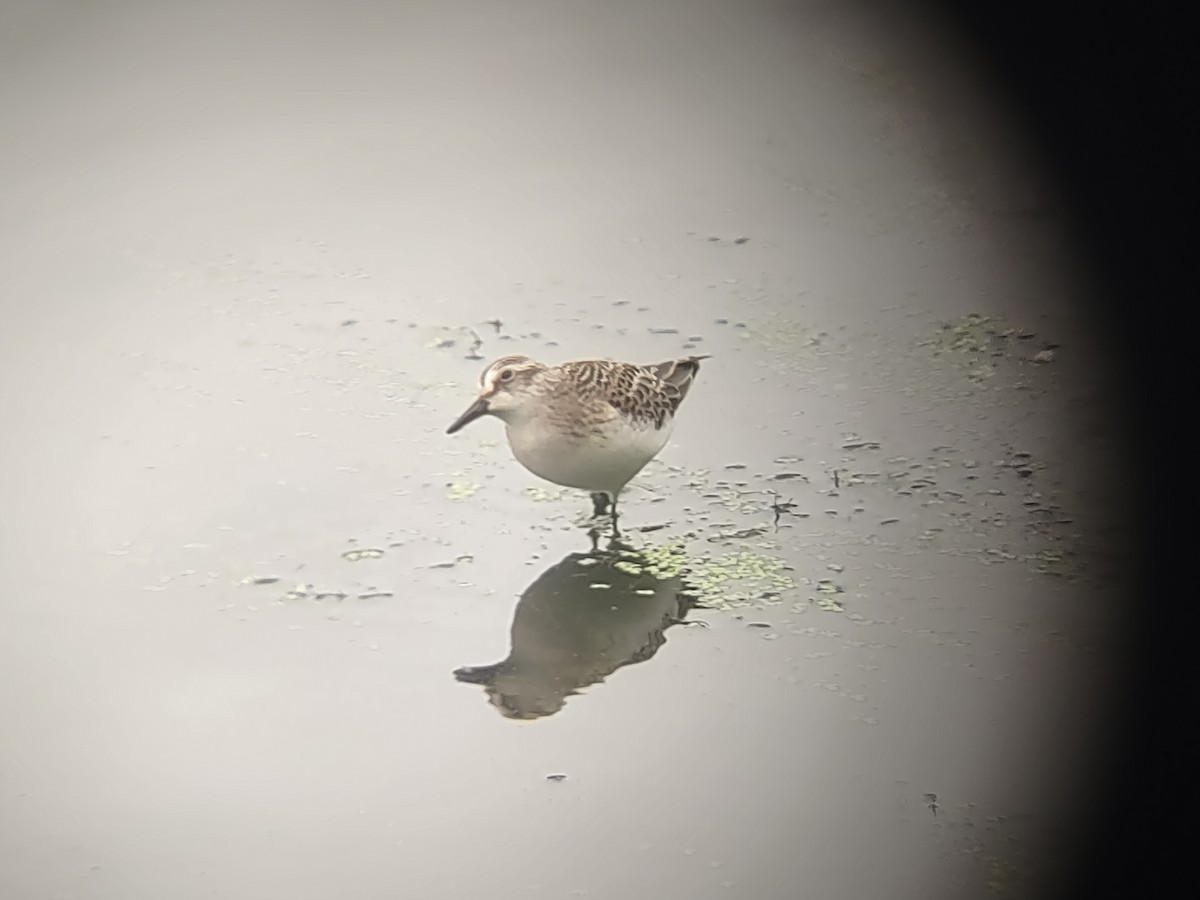 Bécasseau semipalmé - ML647488412