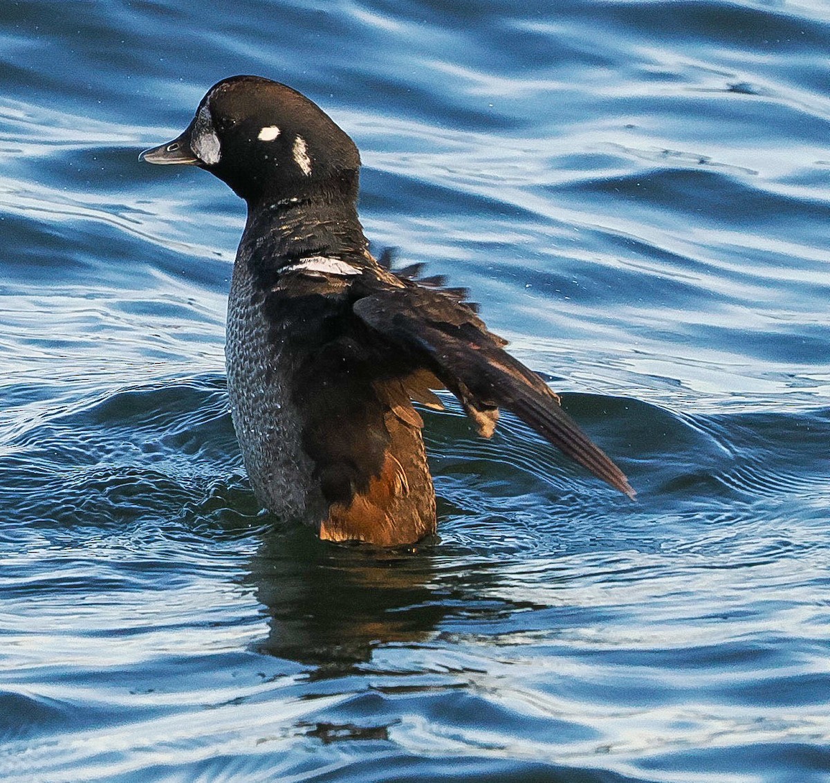 Ahate arlekina - ML647488426